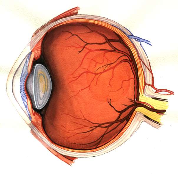 Interactive Eye Image