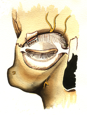 Eye Socket Muscles and Skin