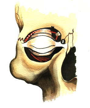 Eye Socket, Eye Lids, Boney Socket