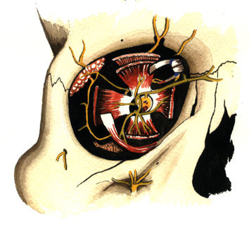 Eye Socket, Nerves, Tear Gland.